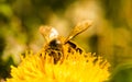 Honey bee covered with yellow pollen collecting nectar from dandelion flower. Important for environment ecology Royalty Free Stock Photo