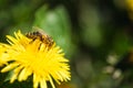 Honey bee covered with yellow pollen collecting nectar from dandelion flower Royalty Free Stock Photo