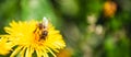 Honey bee covered with yellow pollen collecting nectar from dandelion flower. Important for environment ecology sustainability Royalty Free Stock Photo