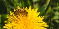 Honey bee covered with yellow pollen collecting nectar from dandelion flower. Important for environment ecology sustainability Royalty Free Stock Photo