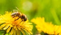 Honey bee covered with yellow pollen collecting nectar from dandelion flower. Important for environment ecology sustainability Royalty Free Stock Photo