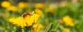 Honey bee covered with yellow pollen collecting nectar from dandelion flower. Important for environment ecology sustainability Royalty Free Stock Photo