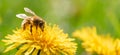 Honey bee covered with yellow pollen collecting nectar from dandelion flower. Important for environment ecology sustainability Royalty Free Stock Photo