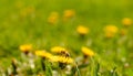 Honey bee covered with yellow pollen collecting nectar from dandelion flower. Important for environment ecology sustainability Royalty Free Stock Photo