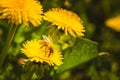 Honey bee covered with yellow pollen collecting nectar from dandelion flower. Important for environment ecology sustainability Royalty Free Stock Photo