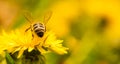 Honey bee covered with yellow pollen collecting nectar from dandelion flower. Important for environment ecology sustainability Royalty Free Stock Photo