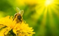 Honey bee covered with yellow pollen collecting nectar from dandelion flower. Important for environment ecology sustainability Royalty Free Stock Photo