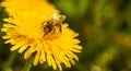 Honey bee covered with yellow pollen collecting nectar from dandelion flower. Important for environment ecology sustainability Royalty Free Stock Photo