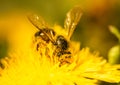 Honey bee covered with yellow pollen collecting nectar from dandelion flower. Important for environment ecology Royalty Free Stock Photo