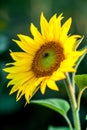 Honey bee covered with yellow pollen collecting nectar in flower. Animal is sitting collecting in sunny summer sunflower. Importan Royalty Free Stock Photo