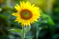 Honey bee covered with yellow pollen collecting nectar in flower. Animal is sitting collecting in sunny summer sunflower. Importan