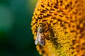 Honey bee covered with yellow pollen collecting sunflower nectar sitting at sunflower Royalty Free Stock Photo