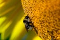 Honey bee covered with yellow pollen collecting sunflower nectar sitting at sunflower Royalty Free Stock Photo