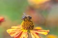 Honey bee covered with yellow pollen drink nectar, pollinating orange flower. Life of insects. Macro close up Royalty Free Stock Photo