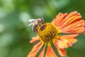 Honey bee covered with yellow pollen drink nectar, pollinating orange flower. Life of insects. Macro close up Royalty Free Stock Photo