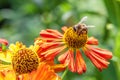 Honey bee covered with yellow pollen drink nectar, pollinating orange flower. Life of insects. Macro close up Royalty Free Stock Photo