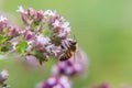 Honey bee covered with yellow pollen drink nectar, pollinating pink flower. Life of insects. Macro close up Royalty Free Stock Photo