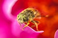 Honey bee covered with yellow pollen drink nectar, pollinating pink flower. Life of insects. Macro close up Royalty Free Stock Photo