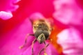Honey bee covered with yellow pollen drink nectar, pollinating pink flower. Life of insects. Macro close up Royalty Free Stock Photo