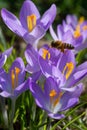 Honey bee covered in yellow pollen flying above purple crocus flowers Royalty Free Stock Photo