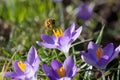 Honey bee covered in yellow pollen foraging a purple crocus flower