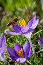 Honey bee covered in yellow pollen foraging a purple crocus flower