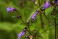 Honey bee crawling into flower