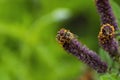 Honey bee crawling on False Indigo bush