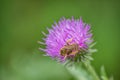 Honey bee on creeping thistle (cirsium arvense) purple flower 3 Royalty Free Stock Photo