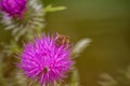 Honey bee on creeping thistle (cirsium arvense) purple flower 2 Royalty Free Stock Photo