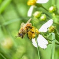 honey bee cruising pollen Royalty Free Stock Photo