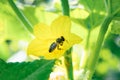 Honey bee on a cucumber flower Royalty Free Stock Photo