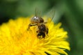 Honey bee on dandelion Royalty Free Stock Photo