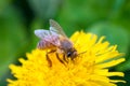 Honey Bee on a Dandelion Flower