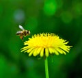 Honey bee and dandelion flower in spring Royalty Free Stock Photo