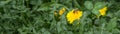 Honey bee on dandelion. Honey bee pollinating on spring meadow Royalty Free Stock Photo