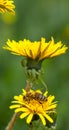 Honey bee on dandelion. Honey bee pollinating on spring meadow Royalty Free Stock Photo