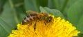 Honey bee on dandelion. Honey bee pollinating on spring meadow Royalty Free Stock Photo