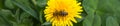 Honey bee on dandelion. Honey bee pollinating on spring meadow Royalty Free Stock Photo