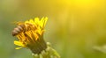 Honey bee on dandelion. Honey bee pollinating on spring meadow Royalty Free Stock Photo