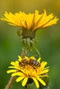 Honey bee on dandelion. Honey bee pollinating on spring meadow Royalty Free Stock Photo