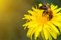 Honey bee on dandelion. Honey bee pollinating on spring meadow Royalty Free Stock Photo