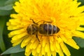 Honey bee on dandelion. Honey bee pollinating on spring meadow Royalty Free Stock Photo