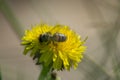 Honey bee on dandelion during springtime macro photography yellow pollen beauty in nature