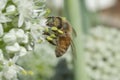 Honeybee on leek flower