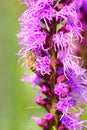 Honey bee and dense blazing star