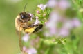 honey bee domestic collecting pollen on white flowers of thyme in a garden on blurred background in springtime Royalty Free Stock Photo