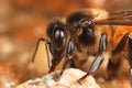 Honey Bee drinking in close Royalty Free Stock Photo