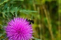 Honey Bee Drinking nectar from a Bull Thistle