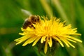 Honey Bee Drinking Nectar in macro